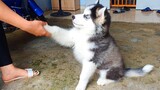 Hướng dẫn chó Husky cách bắt tay | Chó con dễ thương