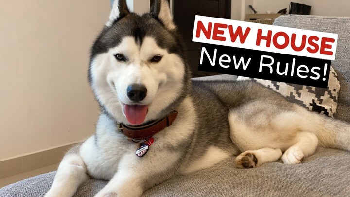 New House! Transitioning To A New Place with Your Pets