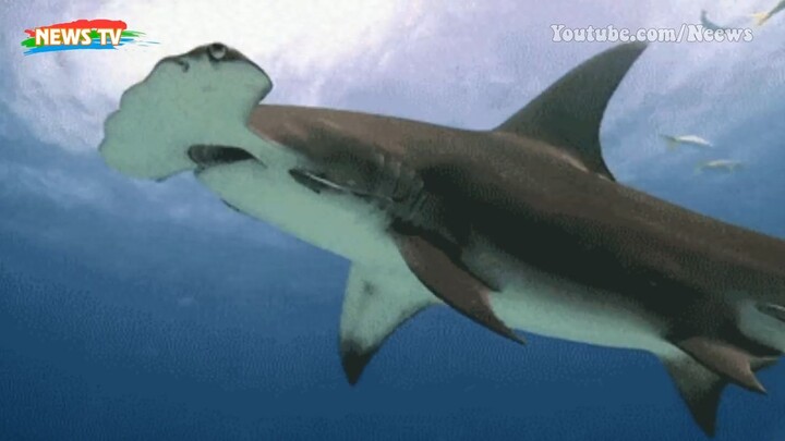 Top 10 loài cá mập sát thủ của đại dương