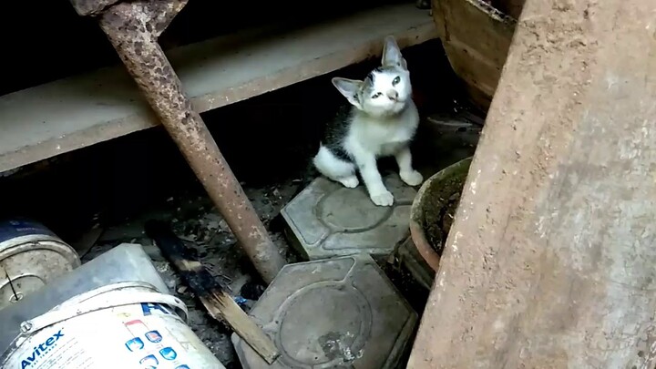 SEKARANG UDAH BAHAGIA SAMPAI DI SAMPERIN IBU NYA - ANAK KUCING LUCU