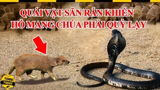 🔴 Hổ Mang Chúa Cũng Phải Khóc Thét Quỳ Lạy Khi Đối Đầu Với 8 Gã Sát Thủ Săn Rắn Đáng Sợ Này