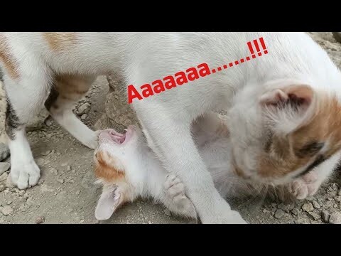 Kucing Oyen Menangis dan Menjerit Saat Dibersihin Ibunya-Kumpulan Video Kucing Lucu