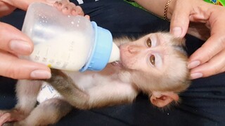 So Lovely Baby Liheang Drinking So Much Milk Very Soft Eyes