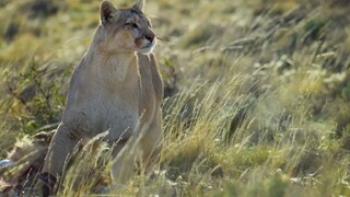 BBC Dynasties II 1of6 - Puma