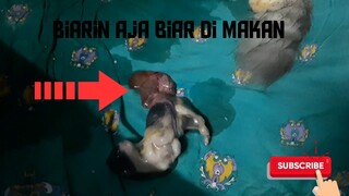 Membantu Proses Melahirkan Kucing Persia/anggora