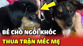 Bé chó NGỒI KHÓC và MÉC MẸ vì cắn không lại bạn cùng nhà 😂 | Yêu Lu