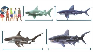 THE BIGGEST SHARK IN HUNGRY SHARK EVOLUTION. All Sharks Size Comparison & The Longest [Season 1]