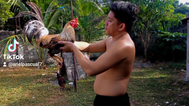 indi kananaman nagpa sugat 5x winner budol dom🏆💪🐓🐓