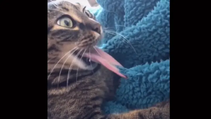 [Animal] Cat: My tongue is going to be eaten by blanket…