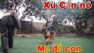 Nhận Tin Buồn Mật Đã Mất Đàn Con Và Con Trai Săn Bắt Ẩm Thực Vùng Cao Bảo Vệ Chủ Trước kẻ Địch