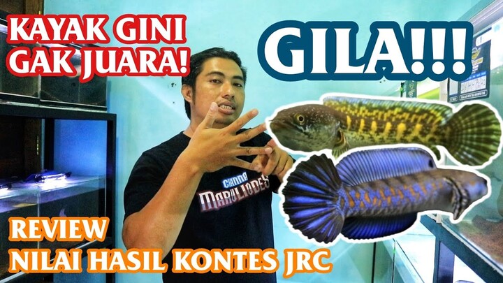IKAN KAYAK GINI DI KONTES KOK GAK JUARA—jangan kaget ini sebabnya….