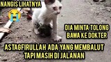 Astagfirullah Kucing Pincang Kakinya Hancur Berjalan Mencari Makan Sambil Mencari Pertolongan..!