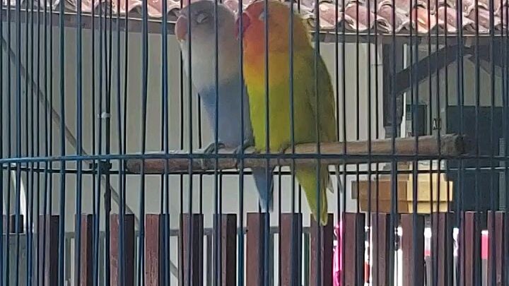 burung love bird bernyanyi