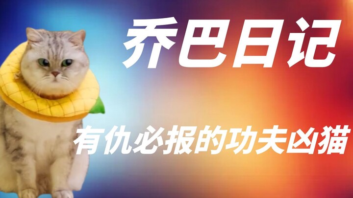 乔巴日记：有仇必报的功夫凶猫，铁头破砖金刚腿踹墙踹门踹主人！