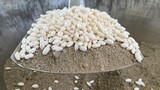 [Food]Puff rice krispies: Eaten by people 300 years ago