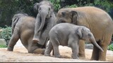 [Game]Little Elephants Playing - Cute Tushies