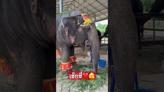 สุดเซ็กซี่คุณยายบัวลอยใส่ชุดบิกินี่🫣🐘‼️#ช้าง #india #elephant #animal #viral