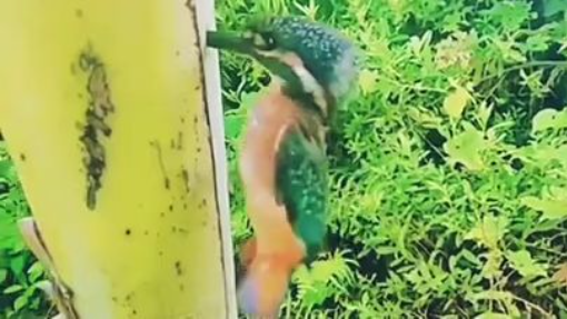 foolish  #short #oddlysatisfying #diy #satisfying #birds