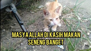 Anak Kucing Ini Kelaparan Induknya Matanya Hanya Satu Sehingga Kesulitan Mencari Makan Untuk Anaknya