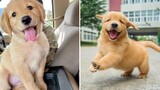 Funniest & Cutest Golden Retriever Puppies 6- Funny Puppy Videos 2020