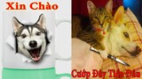 Thú Cưng TV | Thú Cưng lầy lội vui nhộn | Chó mèo thông minh vui nhộn | Pets cute dog cat
