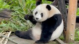 【大熊猫萌萌】萌萌被游客此起彼伏的呼叫声吓了一跳。2021.10.5.摄于北京动物园