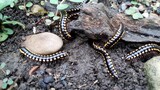 "Armored" Millipedes