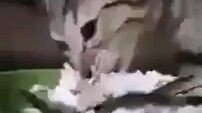 Cat's crying while eating.