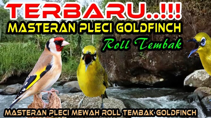 TERBARU!!!!!!!! Masteran Pleci Roll Tembak Goldfinch || Masteran Pleci Istimewa 2022 Paling Jernih