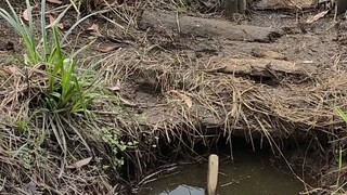 Rejeki nomplok nemu kubangan air di tengah sawah pas musim kemarau belut nya pada ngumpul