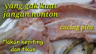 Cacing pita di dalam daging biawak