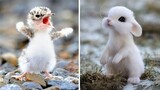 Cute baby animals Videos Compilation cutest moment of the animals - Soo Cute! #19