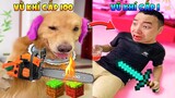 Thú Cưng Vlog | Tứ Mao Ham Ăn Đại Náo Bố #25 | Chó gâu đần thông minh vui nhộn | Smart dog funny pet