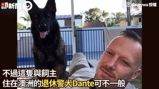 退休警犬听到“古柯碱”，秒变臭脸