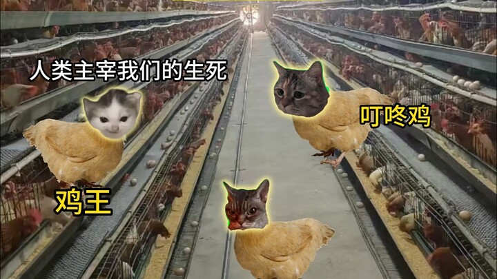你不下蛋有的是鸡下