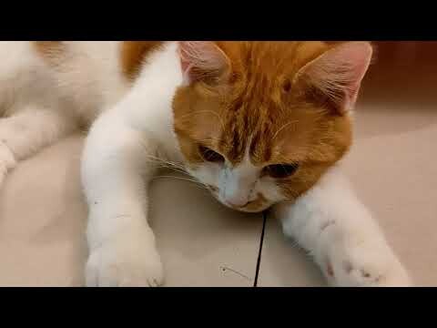 Kucing Betina Guling-Guling Tandanya Sudah Mulai Dewasa