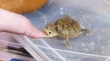 [Động vật] Tui sẽ không dùng ngón tay để nghịch con rùa nhỏ này nữa…