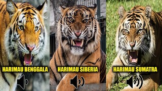 Suara Harimau Sumatra Paling Keras ??! Beginilah Suara Harimau Ketika Marah.