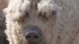 搞笑视频：羊毛出在猪身上 这回真是长见识了