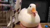Duck roll