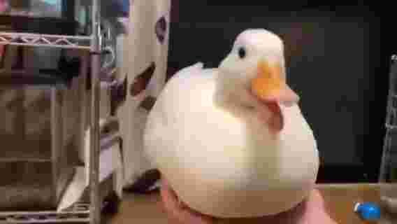 Duck roll