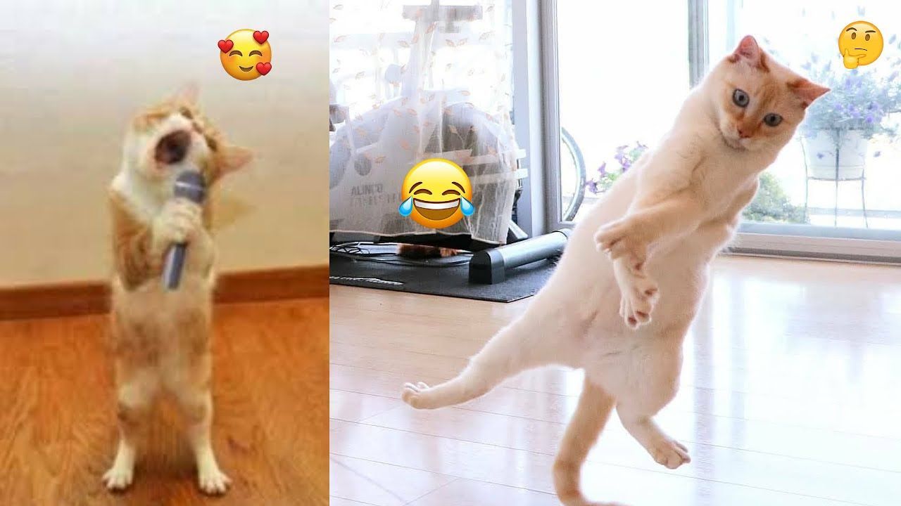 Funny Cats Youtube Cutest Silly Cats Funny Cat Videos Compilation