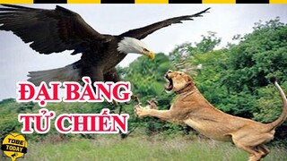 🔴 Những Trận T.Ử C.H.I.Ế.N Kinh Hoàng Của Đại Bàng Trong Thế Giới Loài Vật