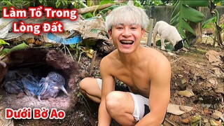 Hậu Cáo - Phát Hiện Tổ Chim 6 Con Mới Nở Trong Lòng Đất Dưới Bờ Ao