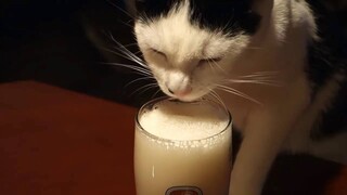 Funny Cats - Unbelievable Drunk Cat  - Funny Cat Videos Compilation 2016 ||NEW HD