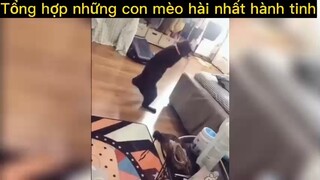 Tổng hợp những con mèo hài nhất hành tinh