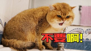 全网洗澡最絮叨的猫，嘴就没闭上过!