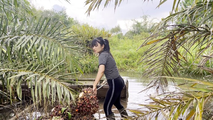 Langsir sawit pakai perahu || kebun sawit banjir
