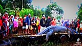 top 11 big crocodile in the world😱