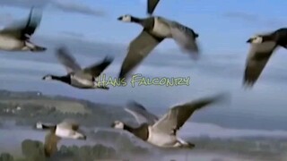 fakta mengapa angsa menjadi simbol kesetiaan. 🦆🦆